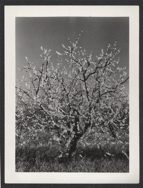 Girl camouflaged in spring tree blossoms…