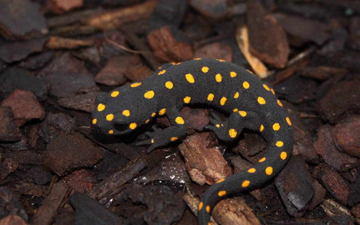 Let's do Some Zoology! - Strauch’s Spotted Newt (Neurergus strauchii ...