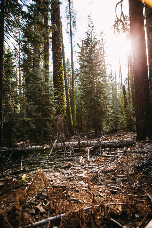 christophermfowler:Snow Creek Trail | Yosemite, CA | September...