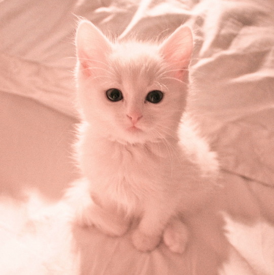  Aesthetic  Cute  Cat  Tumblr Wallpaper  cuteanimals