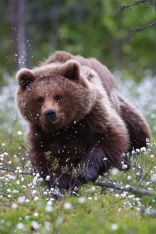 Voice Of Nature - Tulipnight: Brown Bear B Finland By Dave Nay