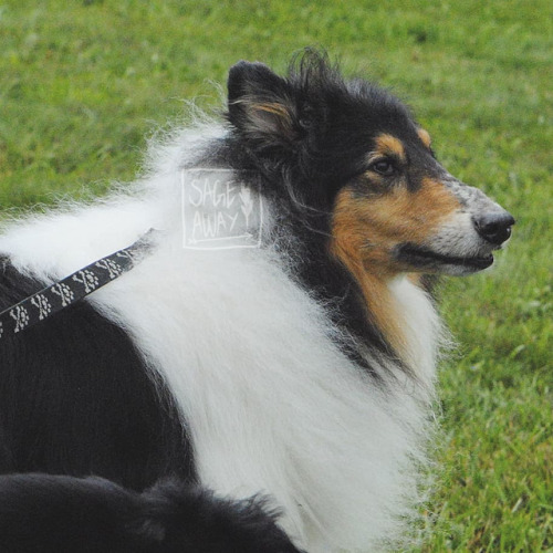 sageaway:a surprise rough collie! had to take pics for...