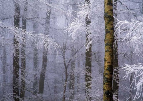 pagewoman:Hoar frost in woodland, Northumberland, Englandby...