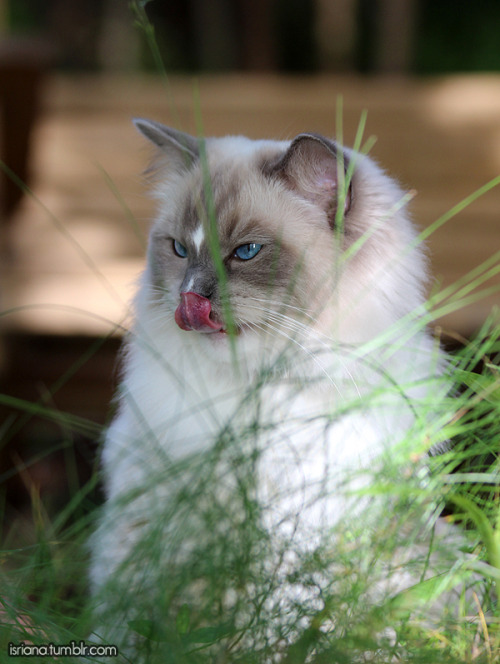 jossisgod:booksandcatslover:isriana:More pics of my ragdoll...