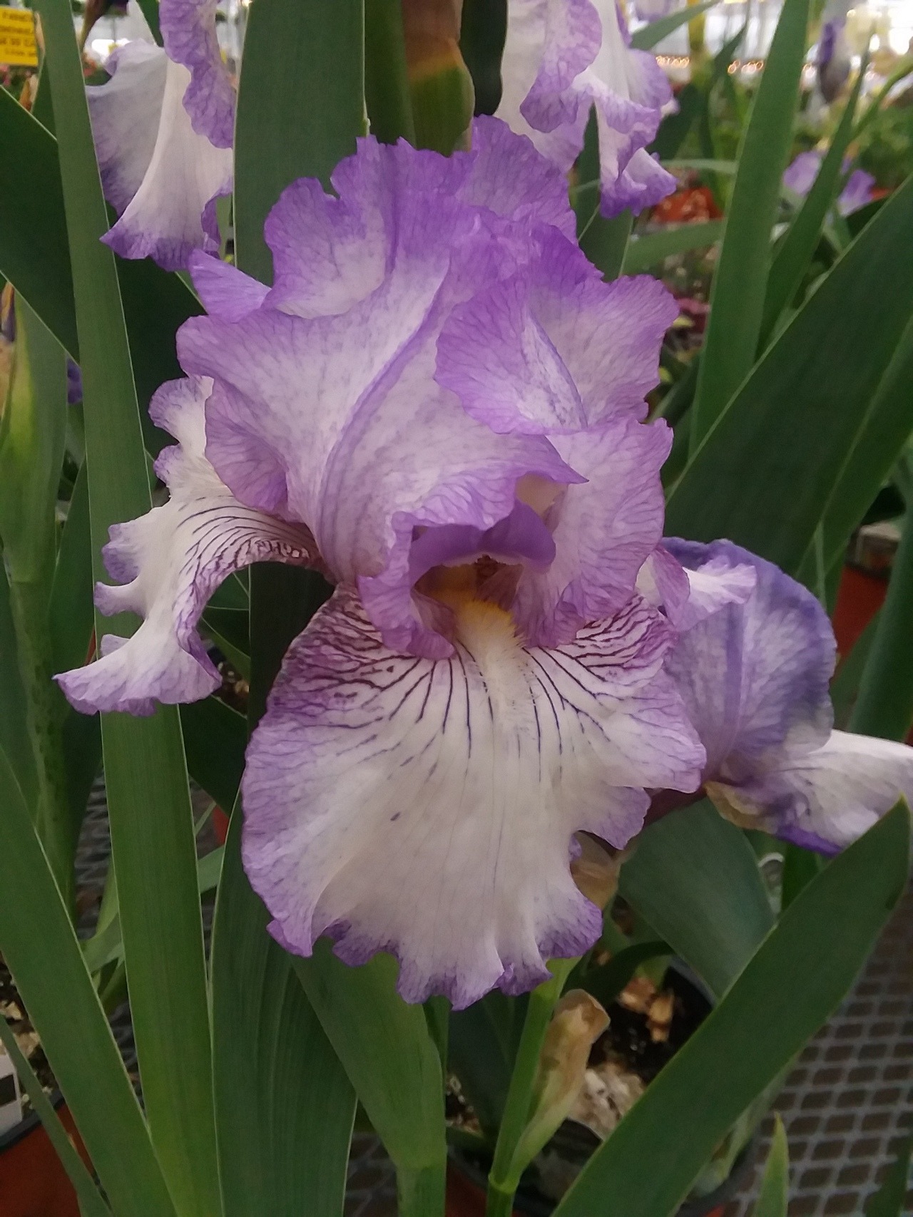 hyssopandbee: “Very early irises! This one’s ‘Earl of Essex.’ ”