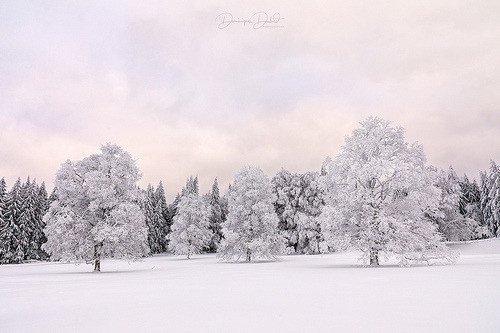 ponderation:Winter Fairy Tale by Dominque Dubied 