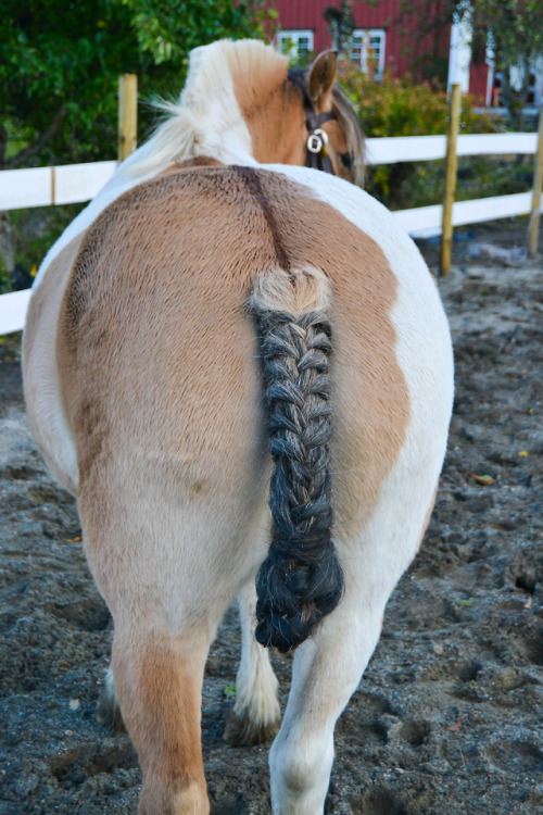 clickerpunk:“Does this braid make my butt look big?”