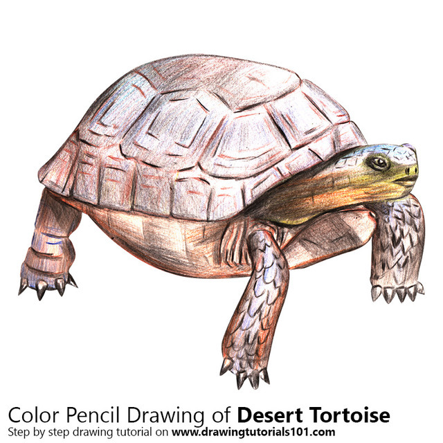 Desert Tortoise with Color Pencils