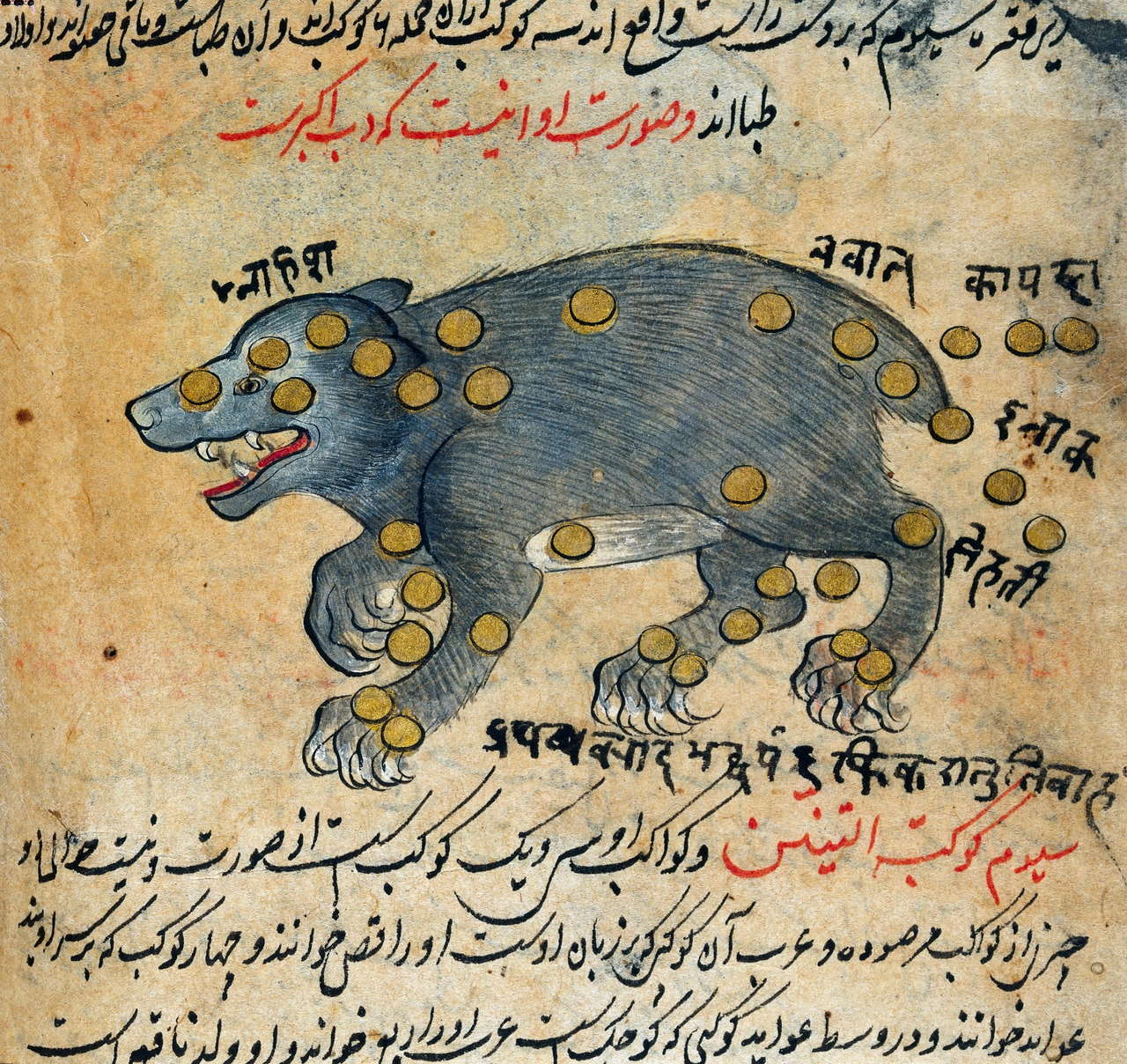 signorformica:
â€œ Constellation of Ursa Major. Calendar of the year A.H. 1301, according to the Persian solar system. Wellcome Library. BibliothÃ¨que Infernale on FB
â€