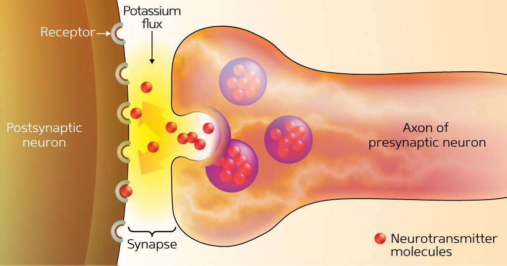 figure-1-synaptic-signaling-occurs-when