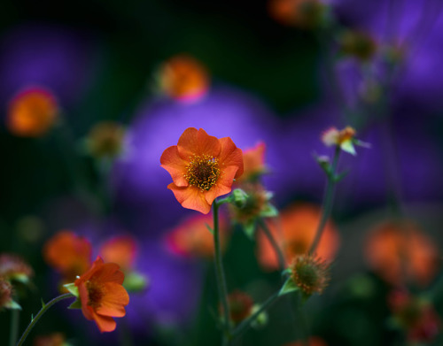 j-k-i-ng:“Orange Geum & Purple Phlox“ by | Tony Bill