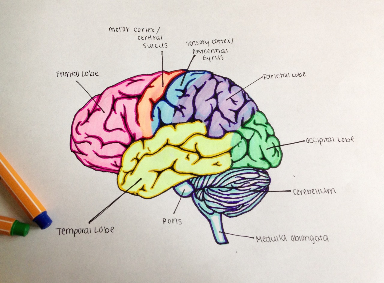 Ap Psychology Neuroscience - Lobes of the brain ...