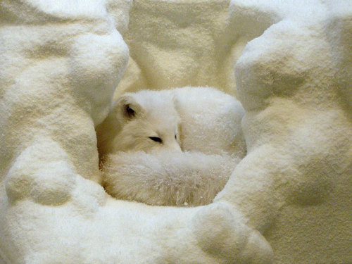 boredpanda:15+ Stunning Winter Fox Photos That’ll Make You...