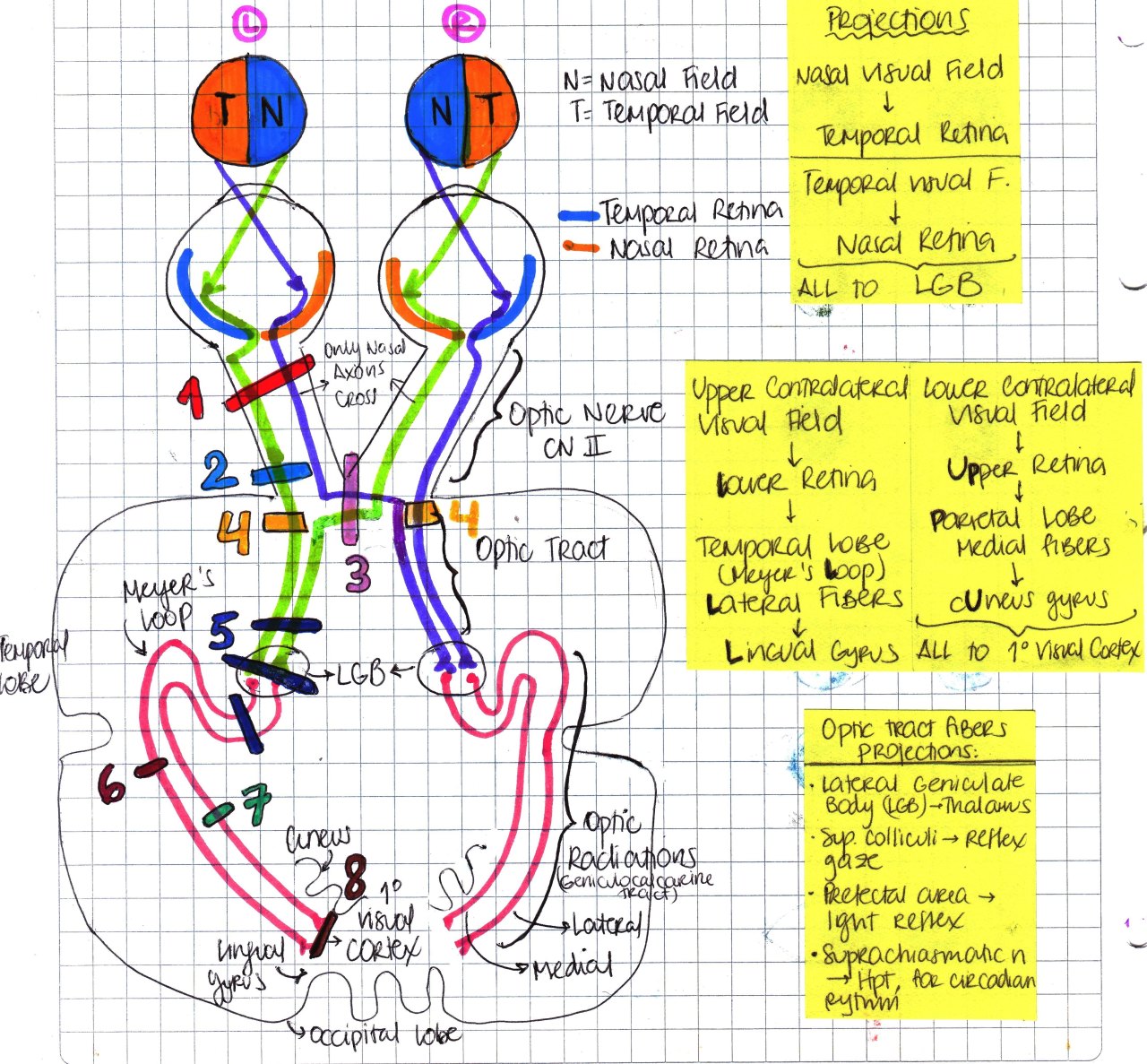 Anatomy For Usmle Step 1