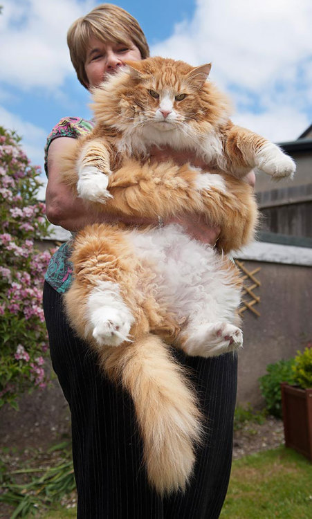 awesome-picz:Maine Coon Cats That Will Make Your Cat Look...