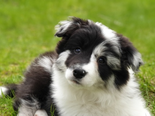 border collie on Tumblr