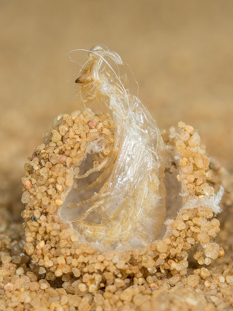 bowelflies:antlion pupation is so fucking good to look at and...