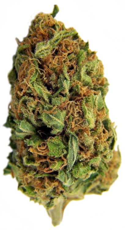 transparent-buds-blog