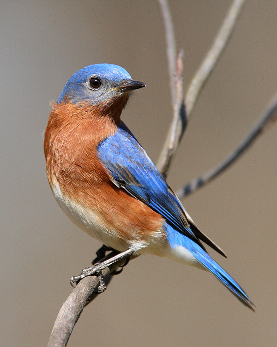 Anything Avian | thalassarche: Eastern Bluebird (Sialia sialis)