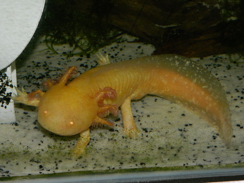 Silly Axolotls - Male Versus Female Pictures - Male Versus Female Pictures