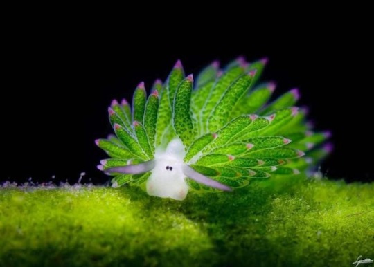 have you ever seen the little leaf sheep nudibranch?,, it literally ...