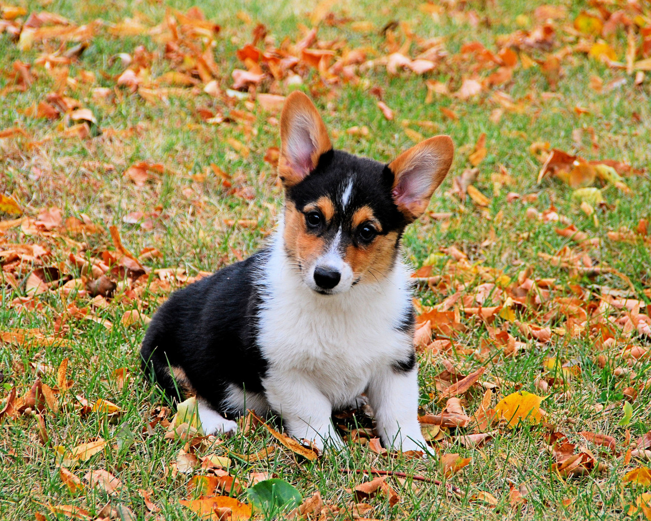 redwingjohnny: Corgi with autumn leaves ... - Autumn Rains are the Best ...