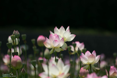 floralls
