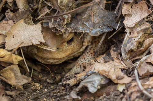 toadschooled:This female European common toad [Bufo bufo]...