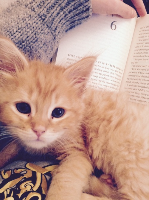 emiblogsbooks:Percy has decided to join reading time today and...