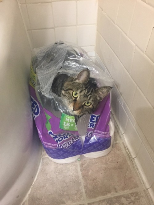 Alanna has located a new cat bed.