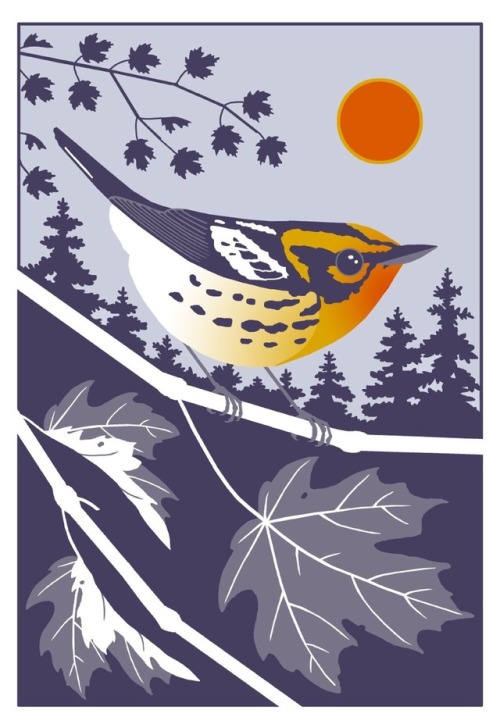 birdandmoon:Blackburnian Warbler, burning bright.