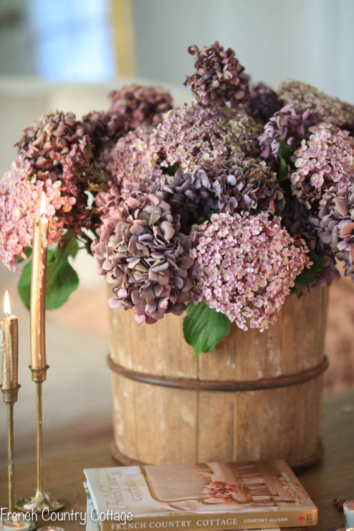 syflove:hydrangeas