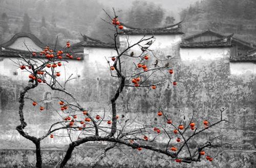 forevernoon:photo by Zhengrong Zhang, China