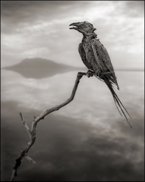 congenitaldisease:Lake Natron, located in northern Tanzania, is...