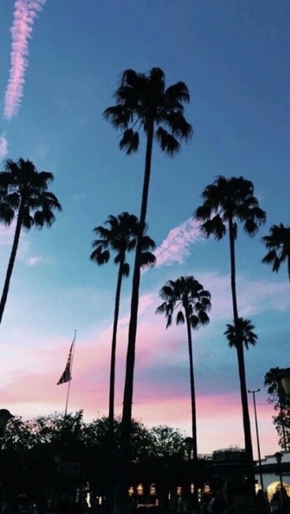 palm trees  iphone  wallpapers  Tumblr
