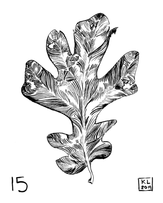 Day 15!