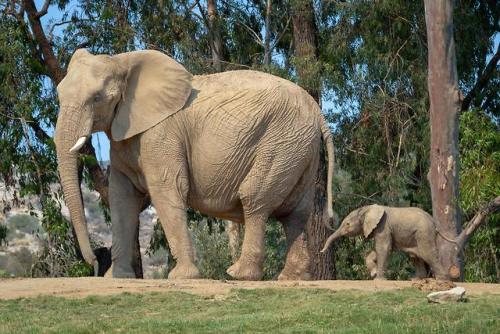 sdzoo:Zuli is now over 3 weeks old and 300 pounds! Still...