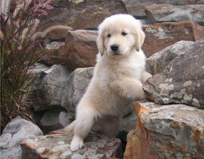 Golden Retriever Puppy Tumblr