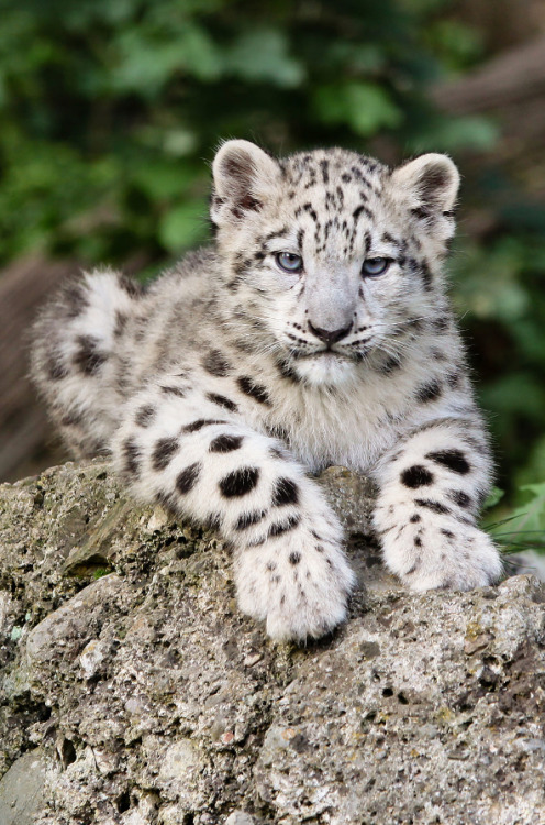 end0skeletal:Snow Leopard Cub byRobert Duben