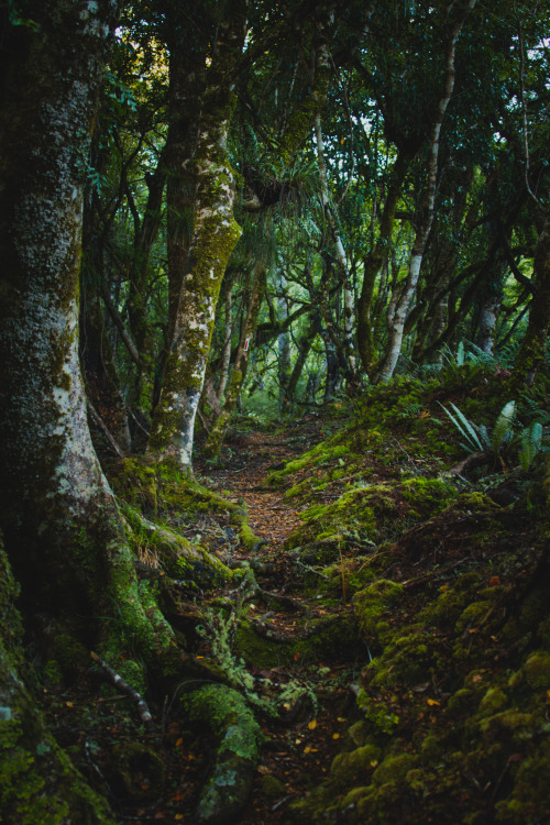 bpwmedia: Mirkwood - The Endless Forest