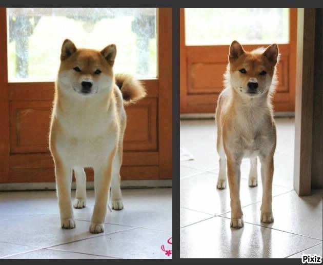 Höllenhunde Your Dog Lost So Much Weight Your Dog Got