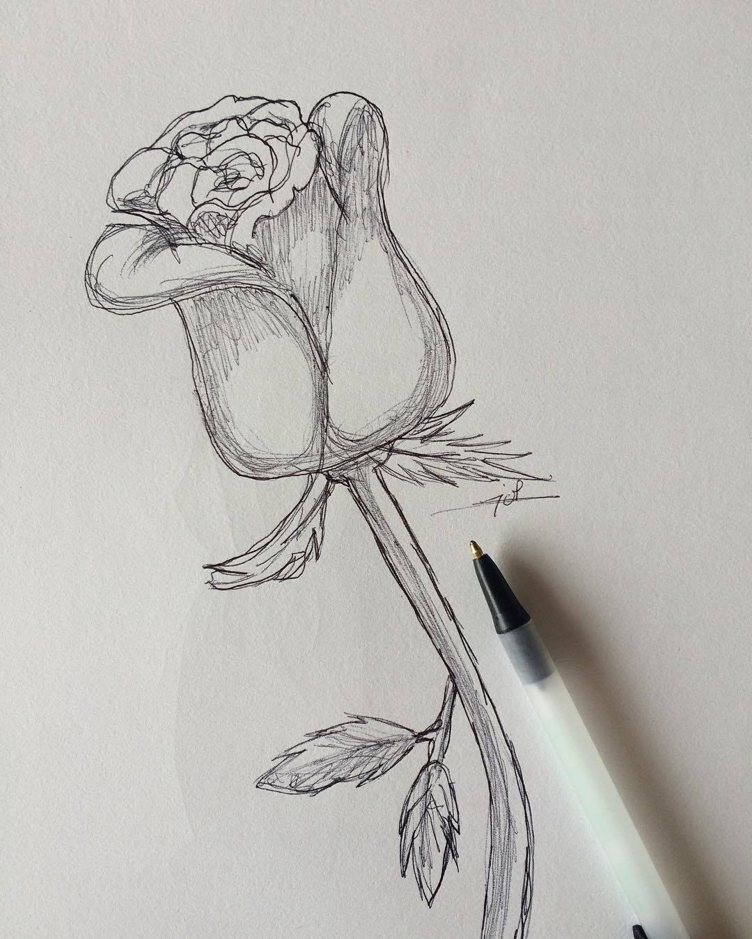 Morgane Dardis Drawing Drawing Rose Fleur