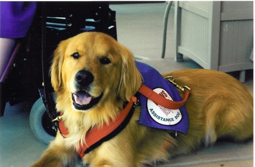 bossyheifer:September is National Service Dog Awareness...