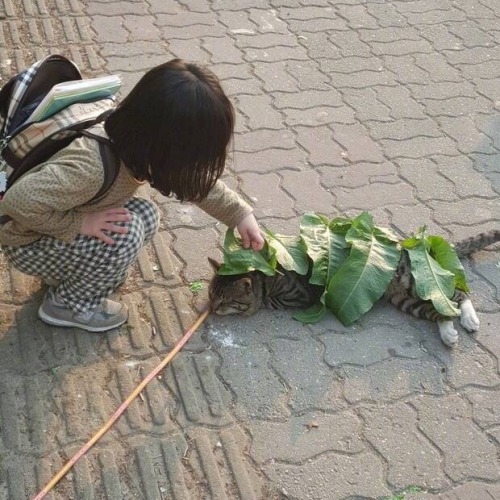 sulfade:a little girl in china covered a cat on the street...