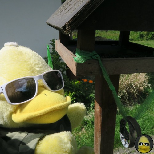 bigbirdbeckum