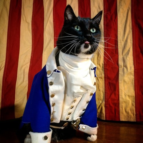 cat-cosplay