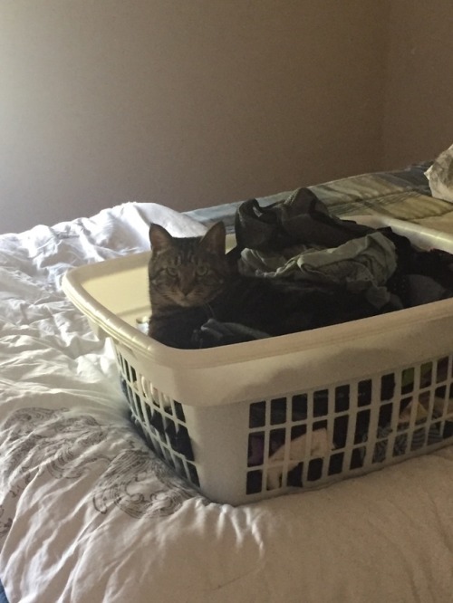 Helpful kitty reapplies fur to furless laundry.