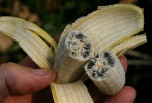 sixpenceee:Wild bananas contain large seeds. Our commercial...