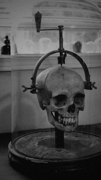 skull bones aesthetic black and white dark pale dark photography skeleton goth anatomy life horror ghost Autumn fall horror blog halloweenseason halloween fall aesthetic aestheitcs goth aesthetic dark aesthetic