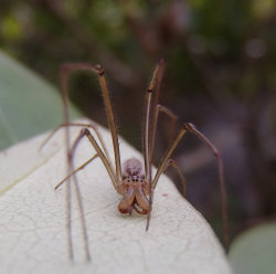 @Spiders And Beetles And Moths, Oh My!